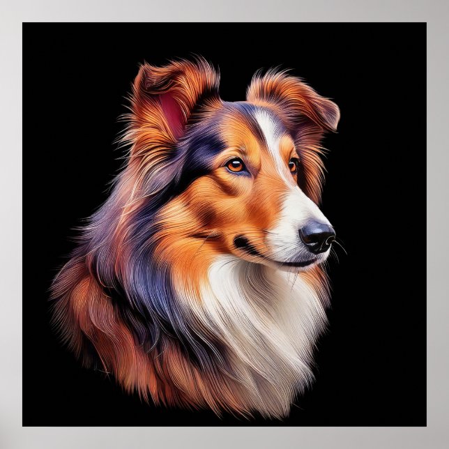 Poster Portrait d'un collie (Devant)