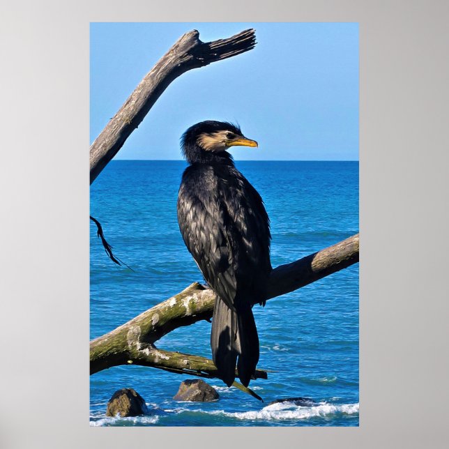 Poster Portrait d'un Cormorant (Devant)