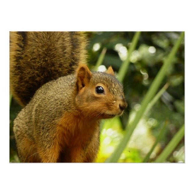 Poster Portrait d'un écureuil Nature Animal Photographie (Devant)