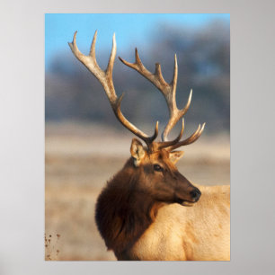 Poster Portrait d'un élan magnifique