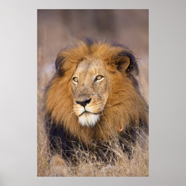 Poster Portrait d'un Lion regardant au loin (Devant)