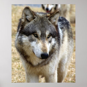Poster Portrait d'un loup
