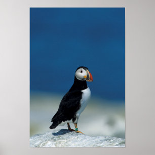 Poster Portrait d'un Macareux atlantique