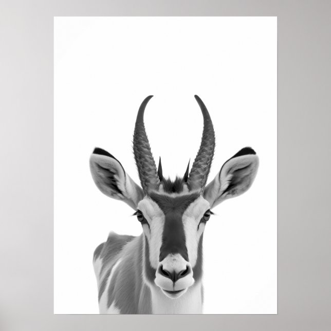 Poster Portrait d'un pronghorn, animal du désert (Devant)