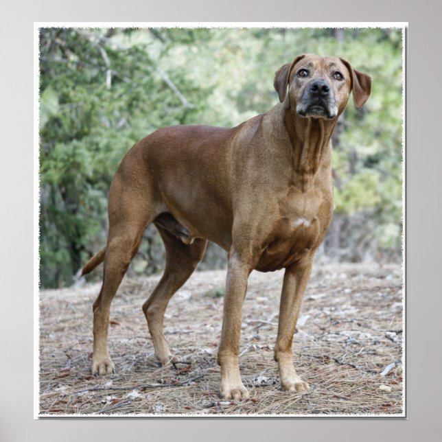 Poster Portrait d'un Rhodesian Ridgeback (Devant)