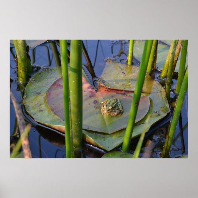 POSTER PORTRAIT D'UN ROG (Devant)
