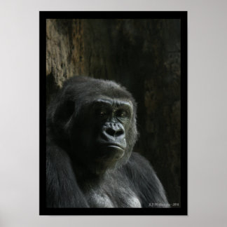 Poster Portrait d'un singe