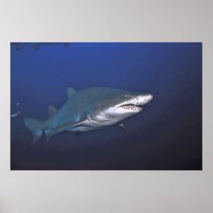 Poster Portrait d'un tigre de sable