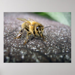 Poster Portrait d'une abeille de miel