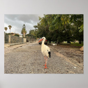 Poster Portrait d'une cigogne
