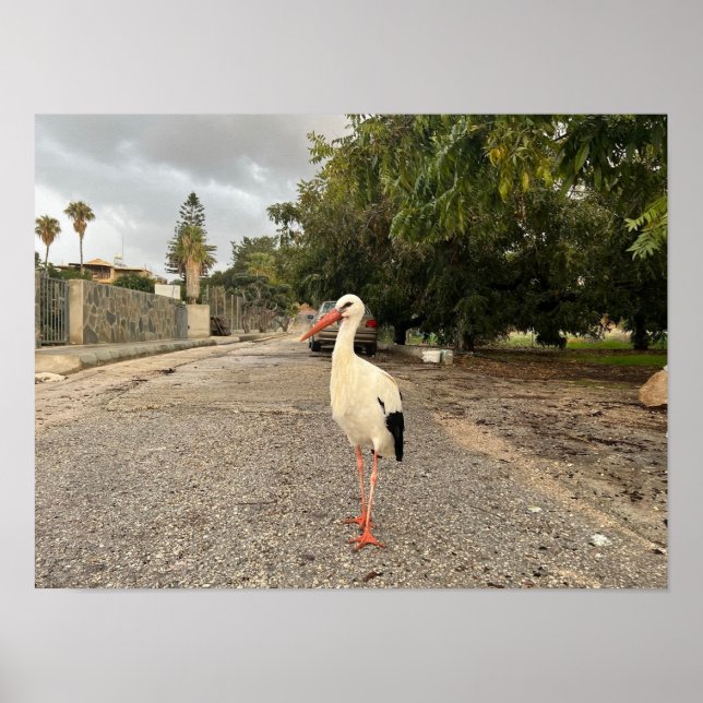 Poster Portrait d'une cigogne (Devant)