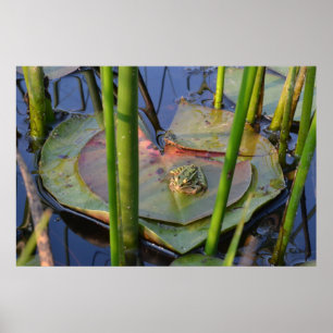 POSTER PORTRAIT D'UNE GRENOUILLE