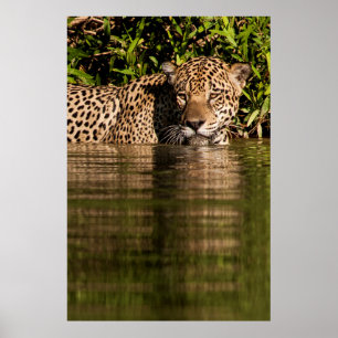 Poster Portrait d'une natation Jaguar