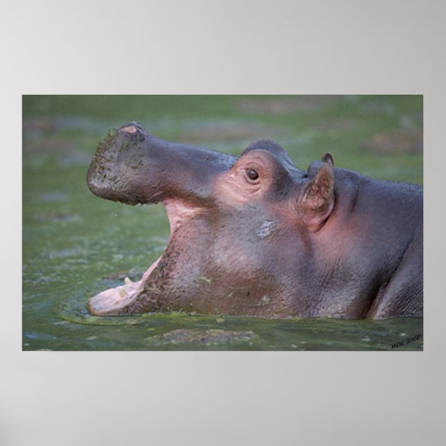 Poster Portrait Hippopotame VII (Devant)