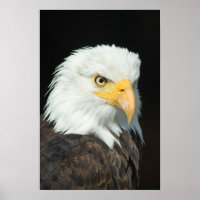 Portrait Majestic Bald Eagle