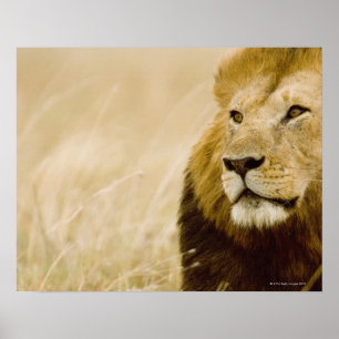 Poster Portrait masculin de lion (Panthera Lion), masai