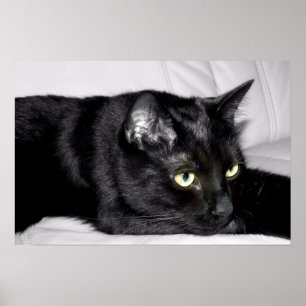 Poster Portrait mignon de chat noir