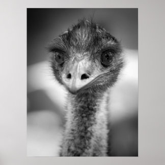 Poster Portrait noir et blanc d'Emu Faune