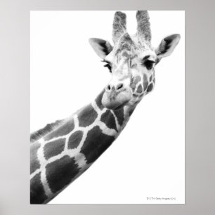 Poster Portrait noir et blanc d'une girafe