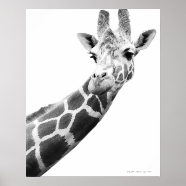 Poster Portrait noir et blanc d'une girafe (Devant)