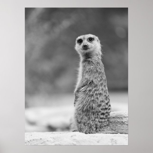 Poster Portrait noir et blanc Meerkat Faune (Devant)