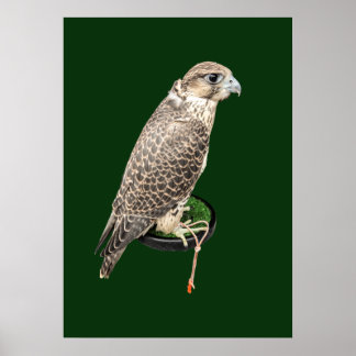 Poster Portrait Of A Hunting Falcon Real Photo