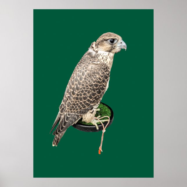Poster Portrait Of A Hunting Falcon Real Photo (Devant)