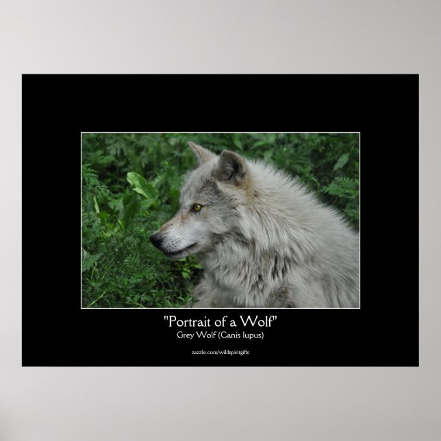 Poster Portrait photo de la faune du loup gris (Devant)