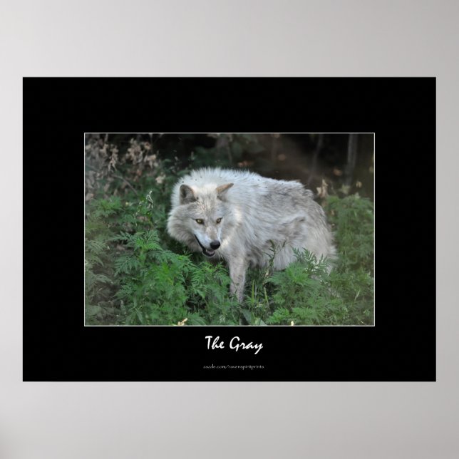 Poster Portrait photo de la faune du loup gris (Devant)