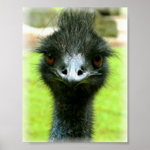 POSTER PORTRAIT PHOTO EMU BIRD