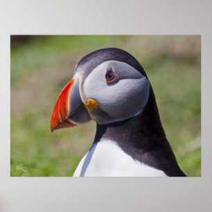 Poster Portrait Puffin Imprimer