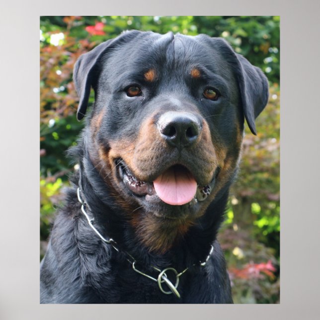 Poster Portrait Rottweiler (Devant)