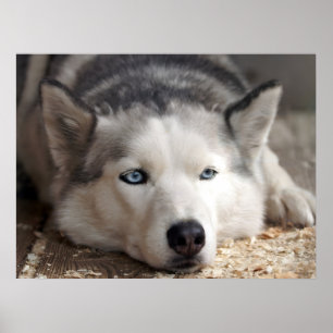 Poster Poser Husky Sled Dog Beau Art Imprimer