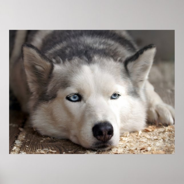 Poster Poser Husky Sled Dog Beau Art Imprimer (Devant)