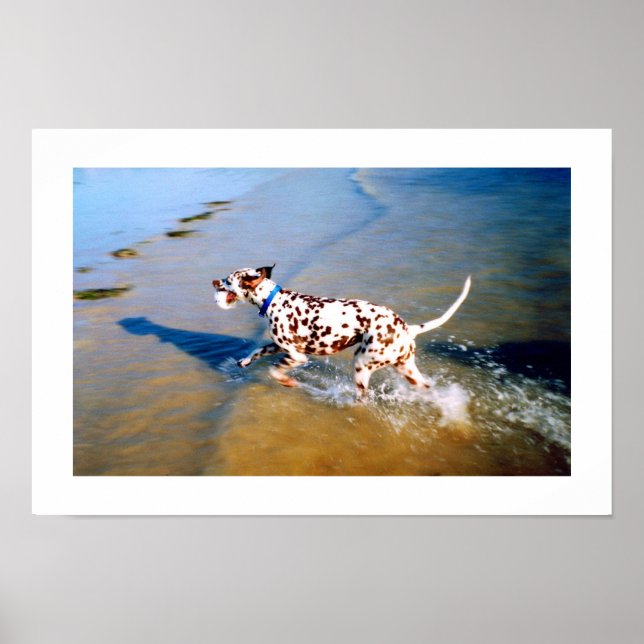 POSTER POSER LE CHIEN DALMATIEN (Devant)