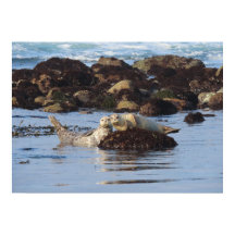 Poseurs de phoques de port