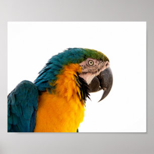 Poster Post-it Notes perroquet