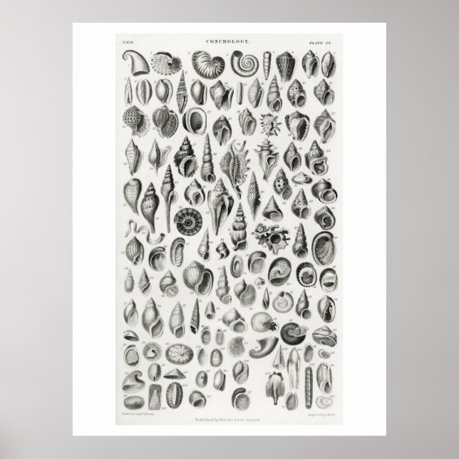 POSTER POSTE DE GRAPHIQUE ANIMAL DES FOSSILES DE CONCHOLO (Devant)