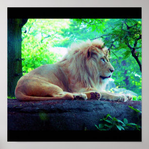 Poster Poster-Animaux-27