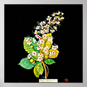 Poster Poster-Art-Botanique-Mary Delany 11