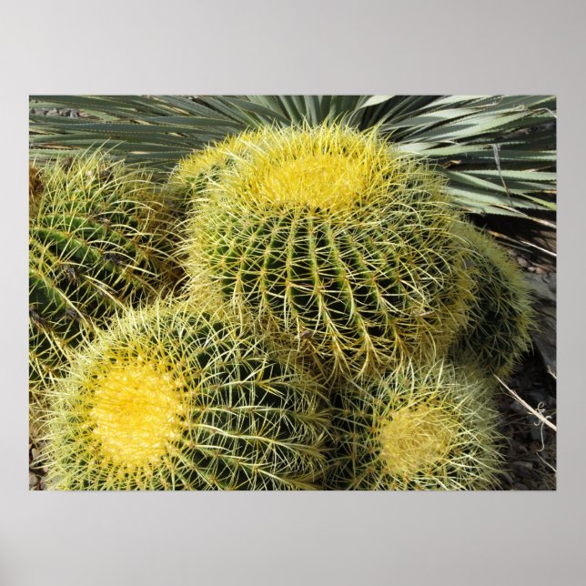 Poster Poster—Barrel Cactus (Devant)