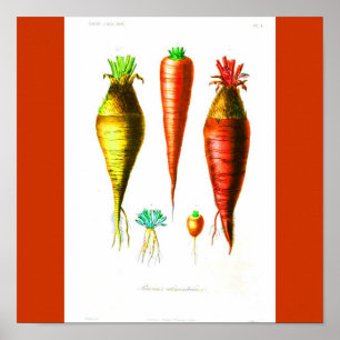 Poster Poster-Botanicals-Carrot