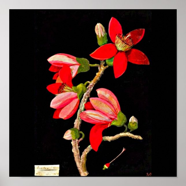 Poster Poster-Botanique Art-Mary Delany 10 (Devant)