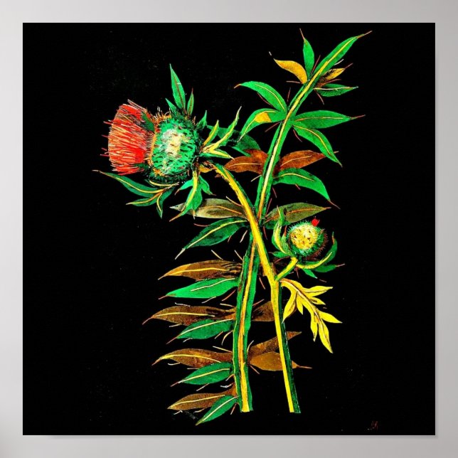 Poster Poster-Botanique Art-Mary Delany 6 (Devant)