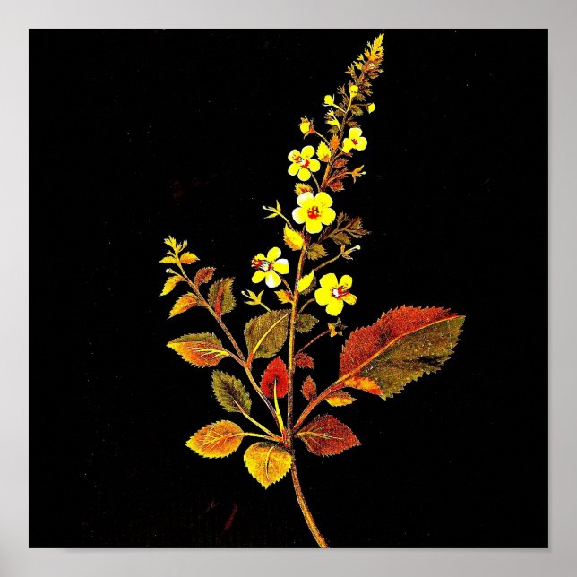 Poster Poster-Botanique Art-Mary Delany 8 (Devant)