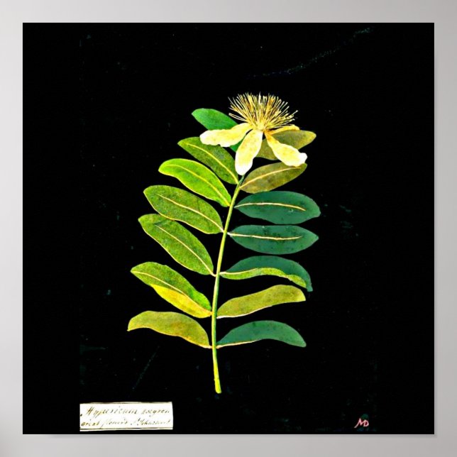 Poster Poster-Botanique-Mary Delany 13 (Devant)