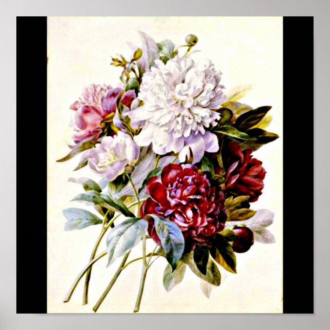 Poster Poster-Botaniques-Pierre Joseph Redoute 16 (Devant)