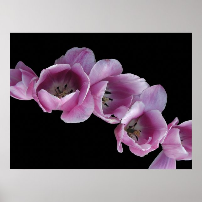 Poster Poster, Cascade de tulipes violettes (Devant)