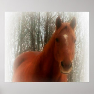 Poster Poster/Cheval dans les bois