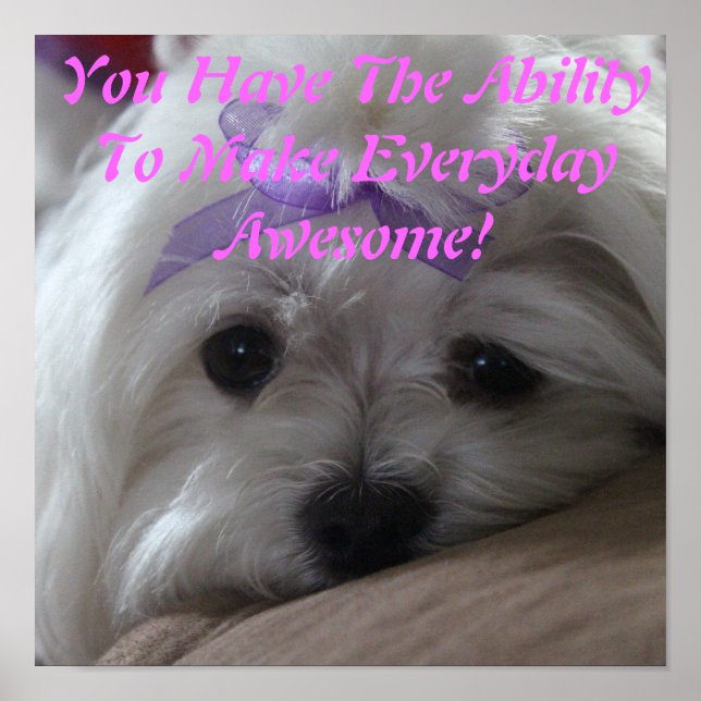 Poster Poster-Chien Maltais (Devant)